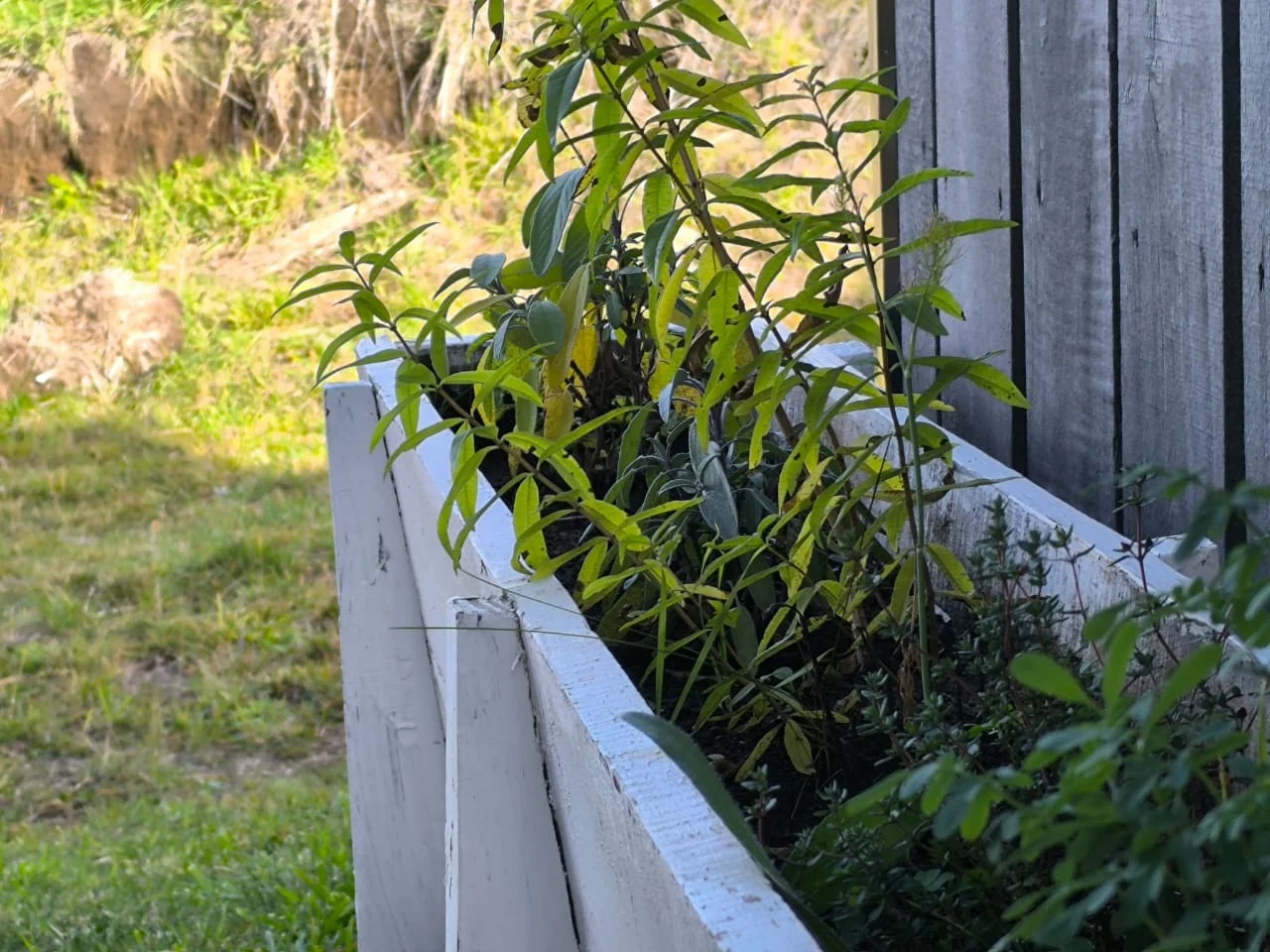 Jardinera blanca con plantas junto al revestimiento de madera de la casa